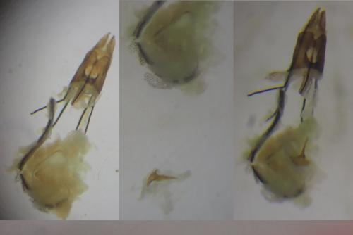 Coleophora alcyonipennella