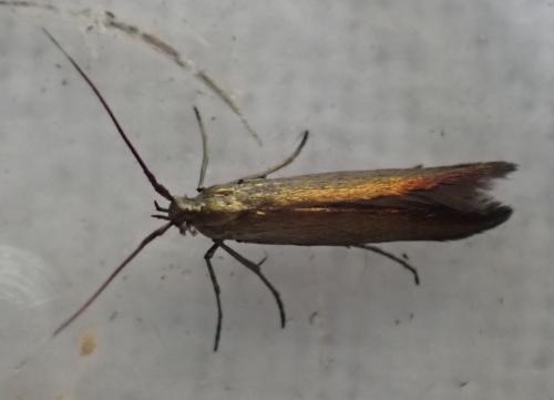 Coleophora alcyonipennella