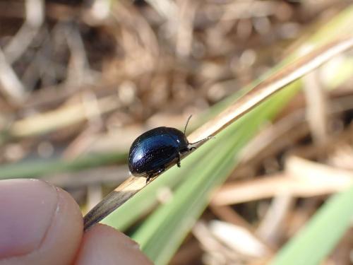 Réf. 310 452 : Chrysolina haemoptera