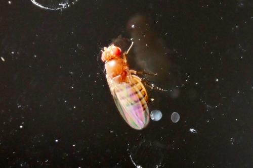 Drosophila sp.