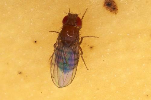Drosophila sp.