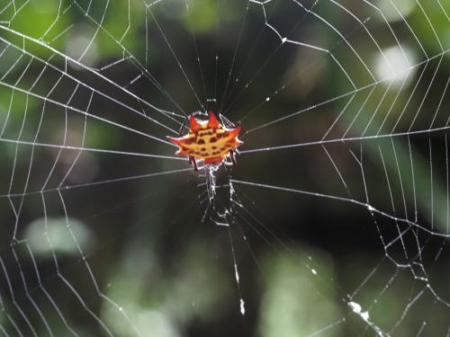 Réf. 310 831 : Gasteracantha curvispina