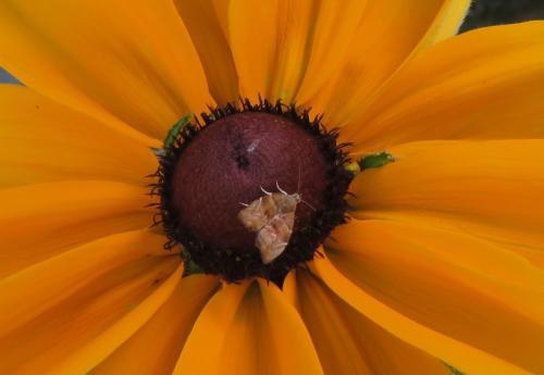 Réf. 310 119 : Choreutis nemorana