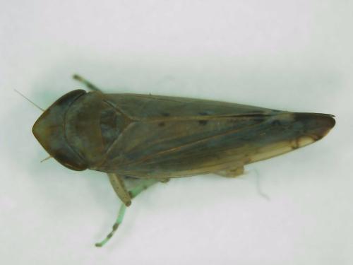 Réf. 310 690 : Synophropsis lauri
