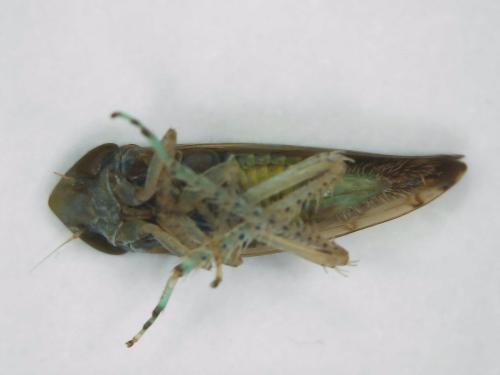 Réf. 310 691 : Synophropsis lauri