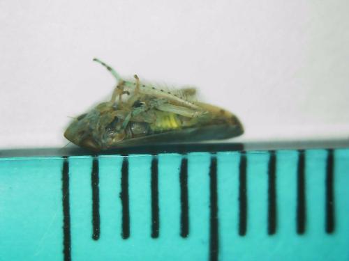 Réf. 310 692 : Synophropsis lauri