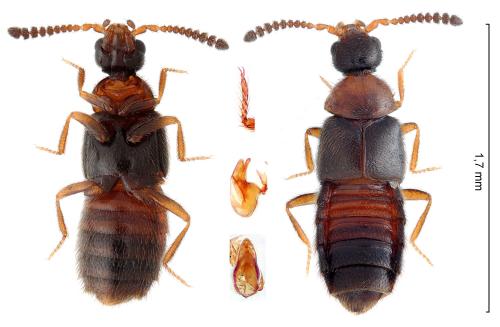 Réf. 310 837 : Trichiusa immigrata