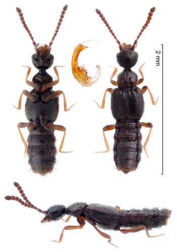 Autalia rivularis