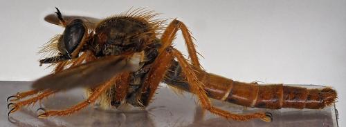 Stenopogon sabaudus