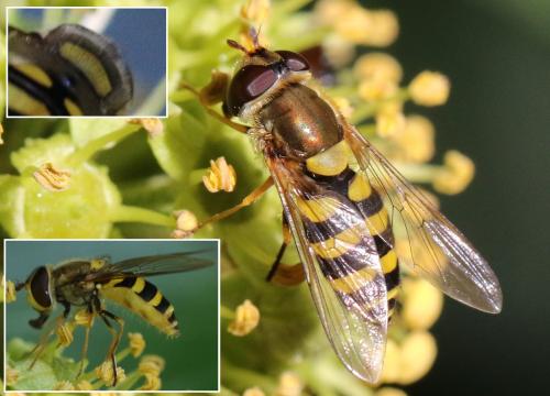 Syrphus vitripennis