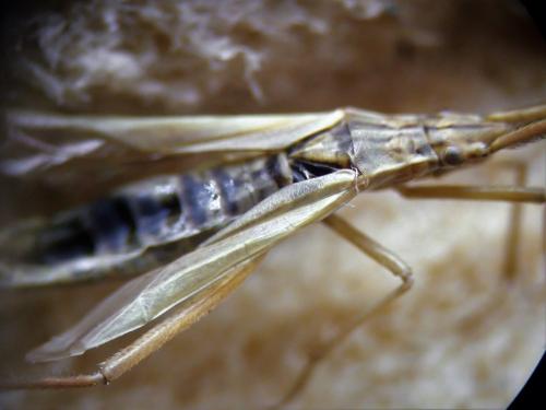 Notostira sp.