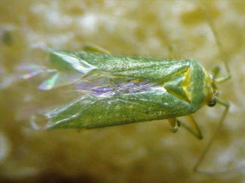 Réf. 310 157 : Orthotylus sp.