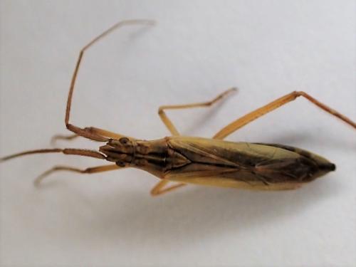 Réf. 310 403 : Notostira sp.