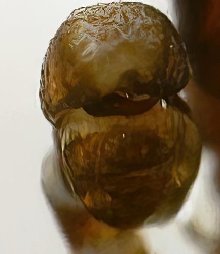 Phlegra fasciata