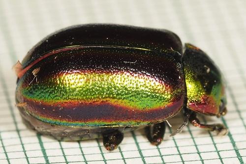 Oreina speciosa