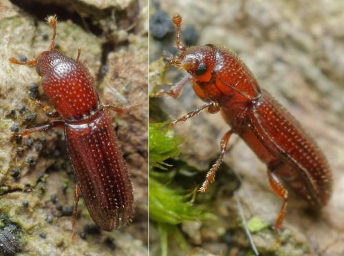 Réf. 310 407 : Oxylaemus cylindricus