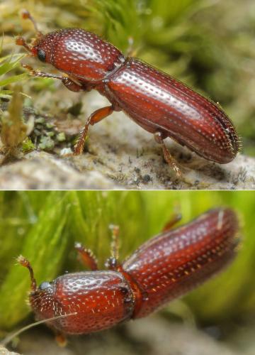 Réf. 310 408 : Oxylaemus cylindricus