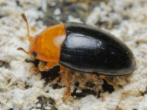 Réf. 310 412 : Triplax rufipes