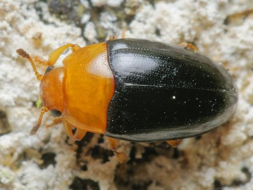 Réf. 310 413 : Triplax rufipes