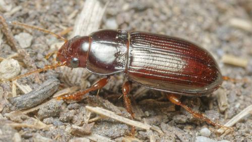 Amara apricaria