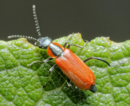 Réf. 310 658 : Anthocomus rufus