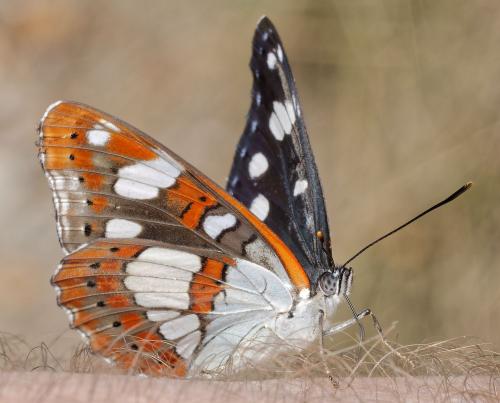 Réf. 310 698 : Limenitis reducta