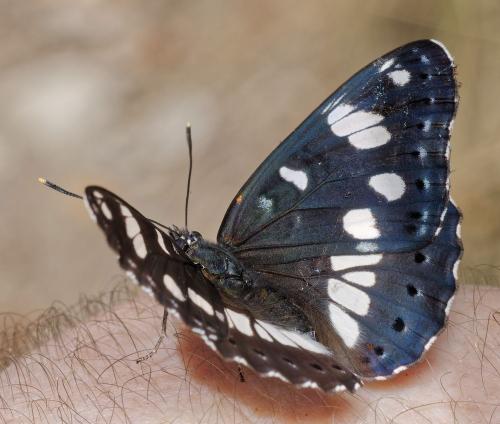 Limenitis reducta