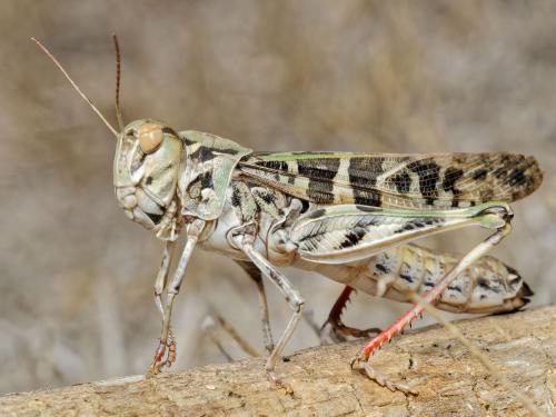 Réf. 310 669 : Oedaleus decorus