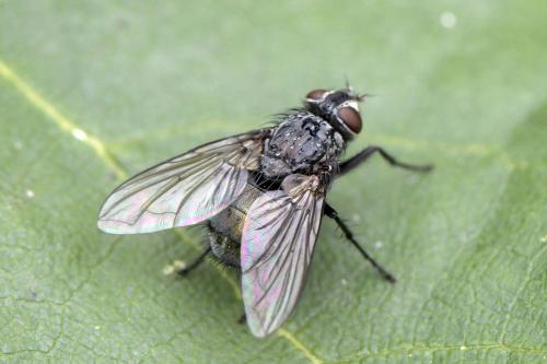 Réf. 310 700 : Bellardia sp.
