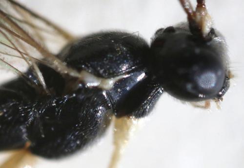Réf. 310 605 : Liotryphon (caudatus-punctulatus)