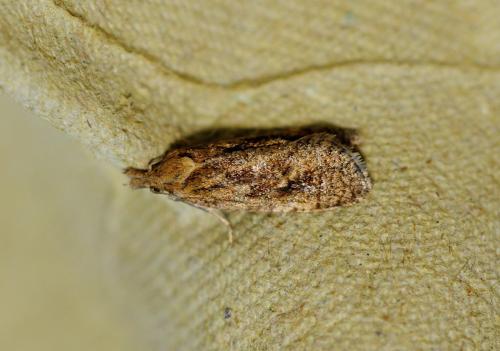 Phtheochroa inopiana