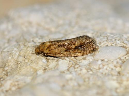 Phtheochroa inopiana