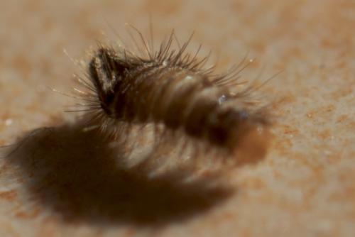 Anthrenus sp.