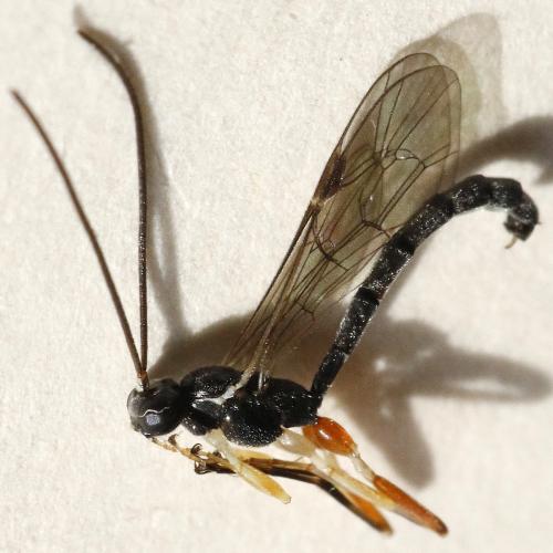Réf. 310 199 : Liotryphon (caudatus-punctulatus)