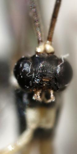 Liotryphon (caudatus-punctulatus)