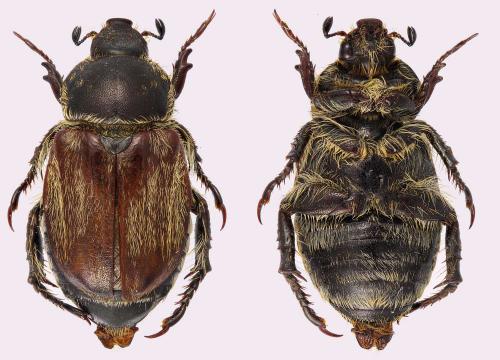 Brancoplia vseteckai