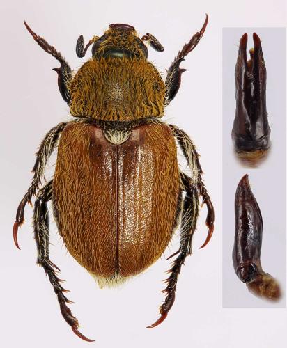 Réf. 310 134 : Brancoplia vseteckai
