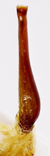 Réf. 310 167 : Brancoplia vseteckai