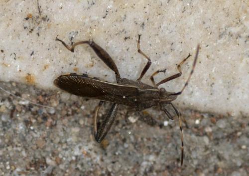 Réf. 310 928 : Camptopus lateralis