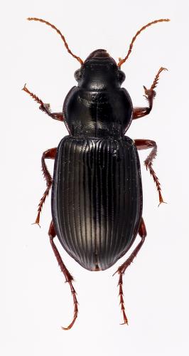 Amara aulica