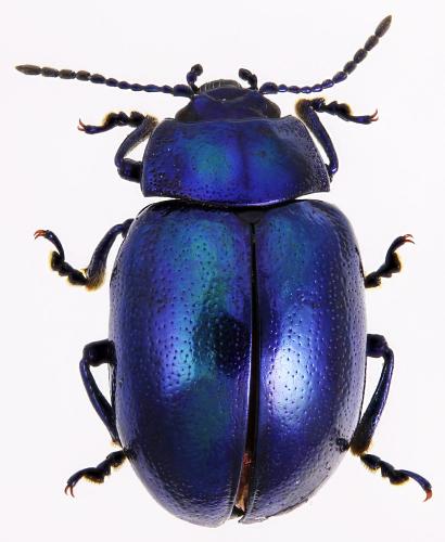 Chrysolina coerulans