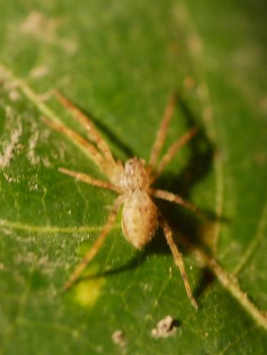 Zoropsis sp.