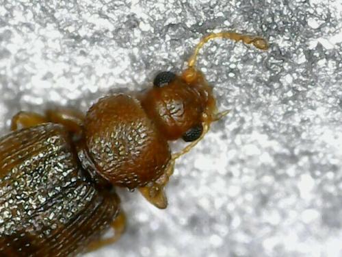 Corticariinae