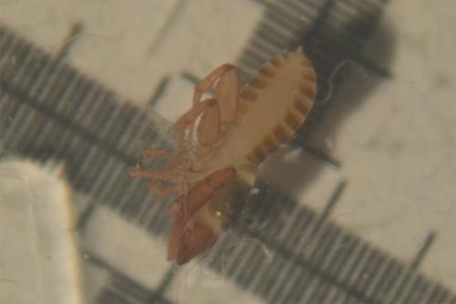 Chthonius ischnocheles