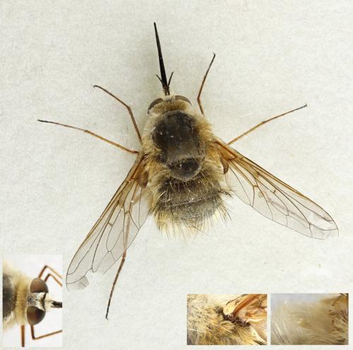 Bombylius minor