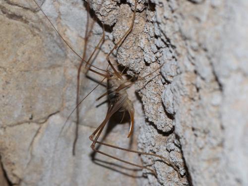 Réf. 310 677 : Dolichopoda azami