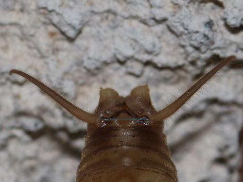 Réf. 310 355 : Dolichopoda azami