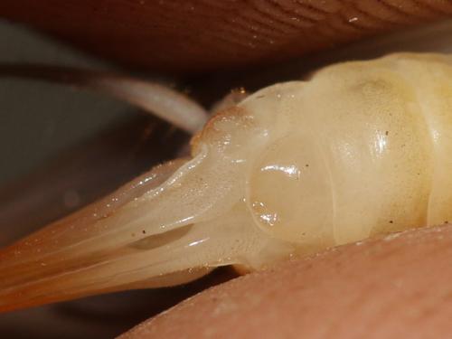 Réf. 310 359 : Dolichopoda azami