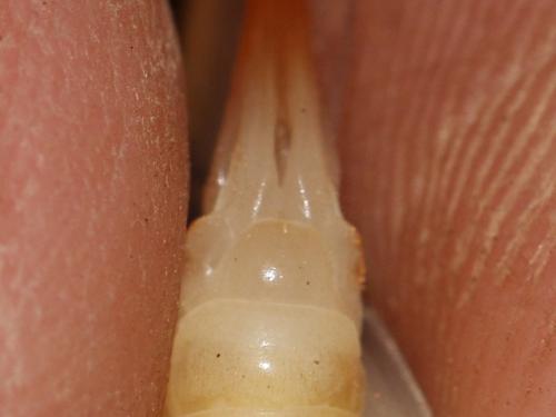 Réf. 310 357 : Dolichopoda azami
