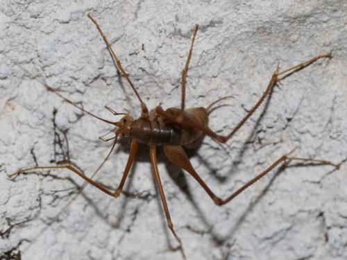 Réf. 310 676 : Dolichopoda azami